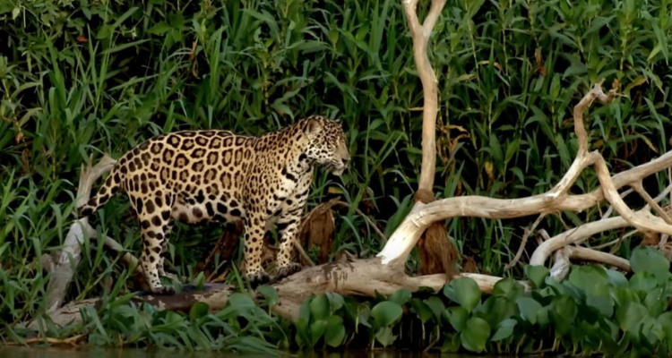 Thrilling Wildlife Encounters In Pantanal